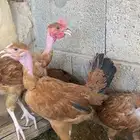 فروخ عاري الرقبه