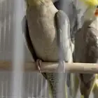 جوز كروان لاتينو سينمون مع فرخهم