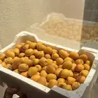 للبيع ثمر برحي من المزرعه