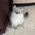 قط ذكر للبيع