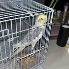 طير كروان ضايع في الرياض حي الشفا حي بدر النموذجي