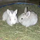 ارانب صغيرة