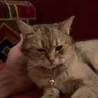 قطط للبيع مع اغراضها