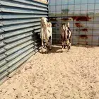 عنز هولنديه