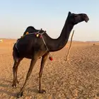 للبيع ضروبه