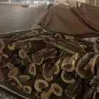 ايفن 17 بكرتونه واغراضه