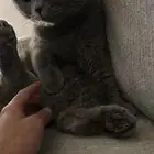 قطه سكوتش. بيور أنثى