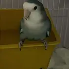 للبيع ذكر روز منتج حار وشغل لونق ماشاءالله