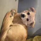 للبيع كلب شيواوا انثى 3 شهور العمر يفهم واليف وبغراضها