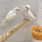 زوج روز