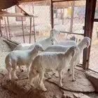 خرفان اللبيع نضيف