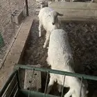 طليان حريه
