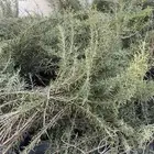 اكليل الجبل