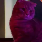 قط سكوتش قولد للتبني