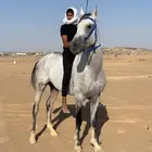 خيل