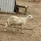 خروف توه فحل