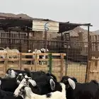 تيوس مخاصي جدعان نظاف شرط ذبائح