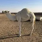 بكره مفروده طيبه