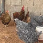 اطقم دجاج امروك