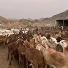 طليان سواكن حمري مرابى مناسبات زواجات ثلاجات