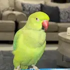 للبيع طير دره
