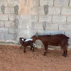 تم البيع