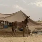 مهر شعبي