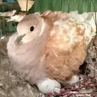 قماري