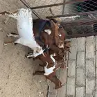 تيوس وعنقان حص