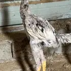 ديك بكستاني