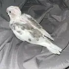 كروان هولندي مكتف