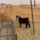 تيس عارضي كفو يصلح فحل هم ودك تذبح وتك تفحل