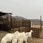 طليان حري جادعان نظاف شرط جبره