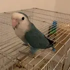 للبيع روز فشر ذكر أليف