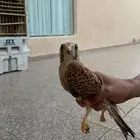 شبوط وحش الموقع السليل