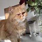 قطه