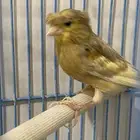 كويكر روز كناري ذكر