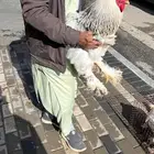 دجاج