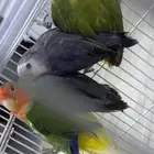 للبيع روز اناثي و ذكور محللين ومنتجين