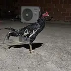 ديك بكستاني