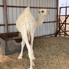 قعود قصب الموقع الجله