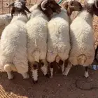 طليان نعيمي