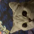 للبيع قط سكوتش ستريت