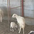 رخل ثنيه تحتها رخل