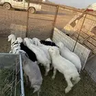 بهم