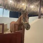 خيل