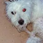 كلاب مالتيز