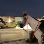 حصان شعبي. شيخ. حق شتويه حصان جمره حار  سست تربيع وسبوق