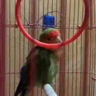 كروان وروز