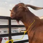 فحل ادهم جرم وسع وعظم وجه
